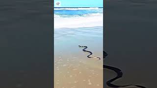 Ancestral Snake At The Beach - Credits Unknown