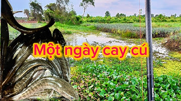 Câu Cá Lóc Tập 12✅ Khu Vực Tân Phước