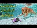 ماں سمجھی کہ بس اسکا بچہ گیا لیکن پھر اللہ نے کیا معجزہ دکھایا  Hero Animals Who Saved Human Lives