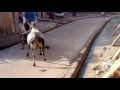 Indian bull fight on road