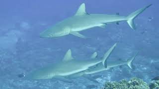 French Polynesia Diving (Rangiroa-Fakarava-Toau-Kauehi)