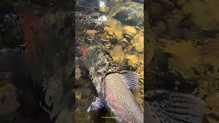Beautiful steelhead. #fishing #trout #shorts #youtubeshorts #floatfishing #simmsfishing #steelhead