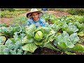 colhendo repolho gigante + receitas deliciosas com ele e almoço do dia