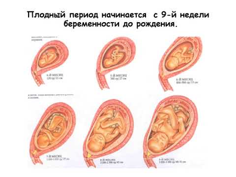 Внутриутробное развитие 9 класс видеоурок