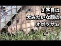 ２匹目は犬みたいな顔のオポッサム