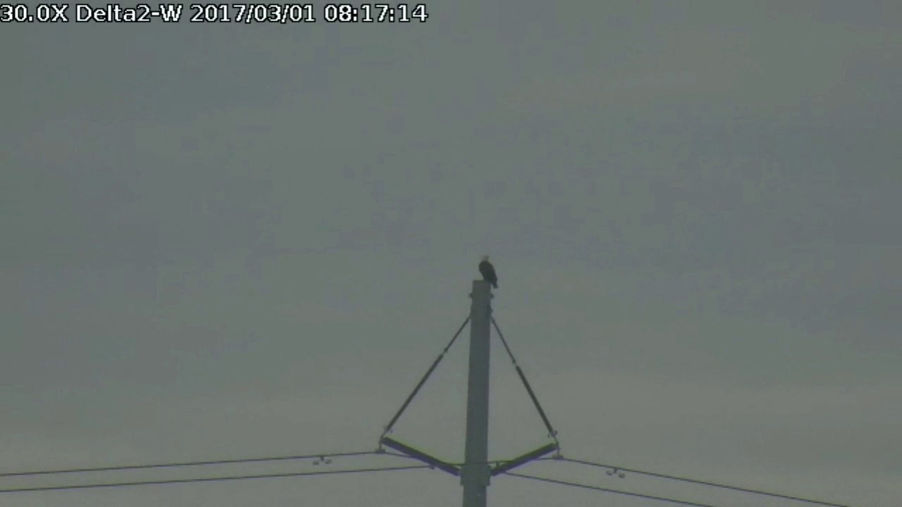 bald eagles in wisconsin Delta2 West view Mar 1, 2017 8:16am Pole