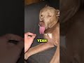 his Dog Was Sleeping TOO Deep… Wait Till You See This 😂🐶