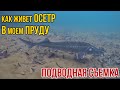 ОСЕТР В ДАЧНОМ ПРУДУ | Пруд для осетра | Подводная съемка зимой | почему осетр лучшая рыба для пруда