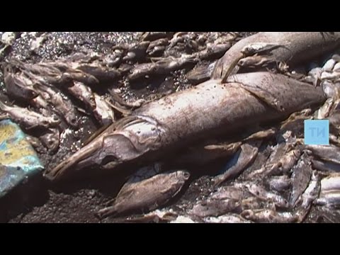 Экологи и надзорные органы выясняют причины массового мора рыбы на Волге