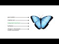 Sources of genotype variation animation