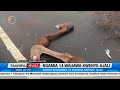 Ngamia Wanne Wauawa Kwenye Ajali Ya Barabarani Kajiado 