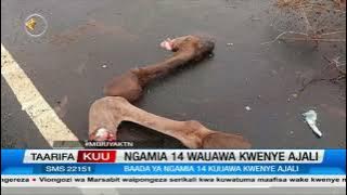 Ngamia wanne wauawa kwenye ajali ya barabarani Kajiado