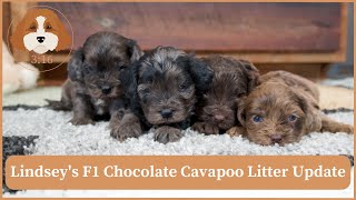 Lindsey's F1 Chocolate Cavapoo Litter Update by Cavapoos 3:16 171 views 1 month ago 2 minutes, 29 seconds