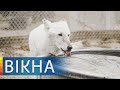 Вода для собак! Как приют для животных в Гостомеле собирает деньги на водопровод | Вікна-Новини