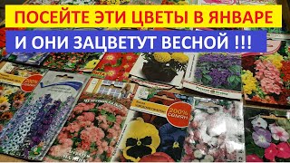 Посейте В Январе Эти Цветы И Вы Будете Восхищаться Ими Все Лето И Осень 100%