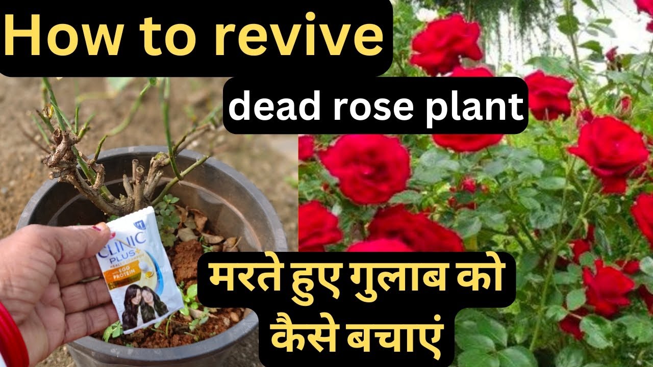 How to revive a dead rose plant. Rose plant care growing tips. - YouTube