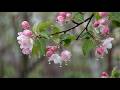 Deep sleep Gentle Rain Sounds for Deep Sleep 🌧️ Relaxing Garden Ambience
