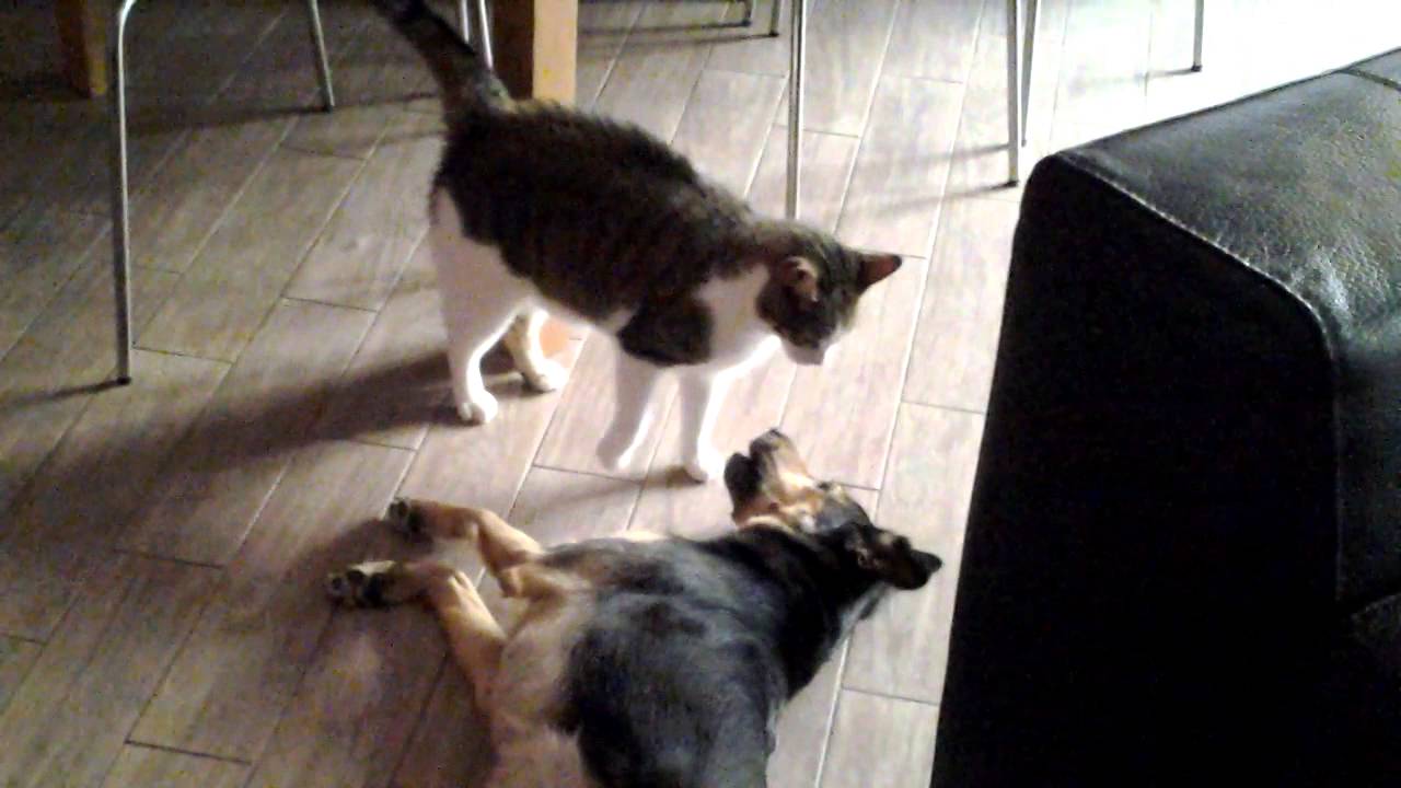 Il Gatto Migliore Amico Del Cane Spark