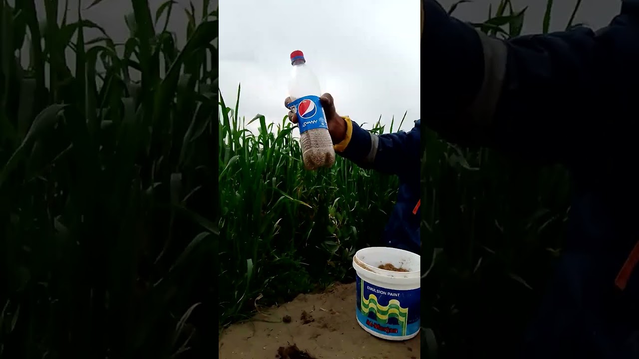 طريقة زراعة بذور البونيكام مباشرةً بالارض باسهل وانجح طريقة