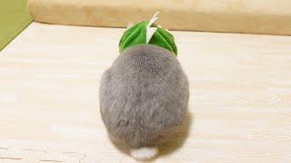 うすくなってしまった頭を隠すためにマスクを被ったうさぎさんの後ろ姿が切ない…ｗ
