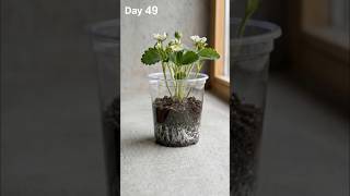 Strawberry Growth Timelapse | Seed to Fruit in Days🍓#Timelapse#PlantGrowth#strawberry
