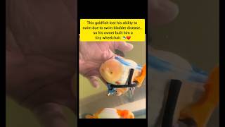 Disabled Goldfish Gets a Custom Wheelchair