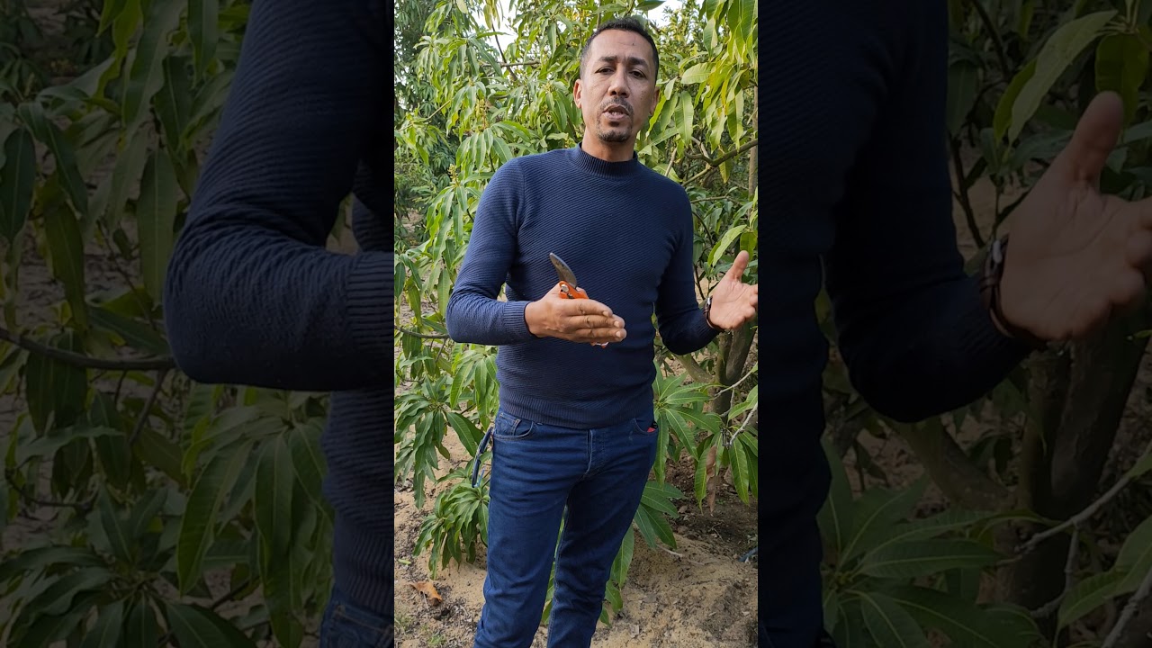 إزالة التزهير المبكر لأشجار المانجو