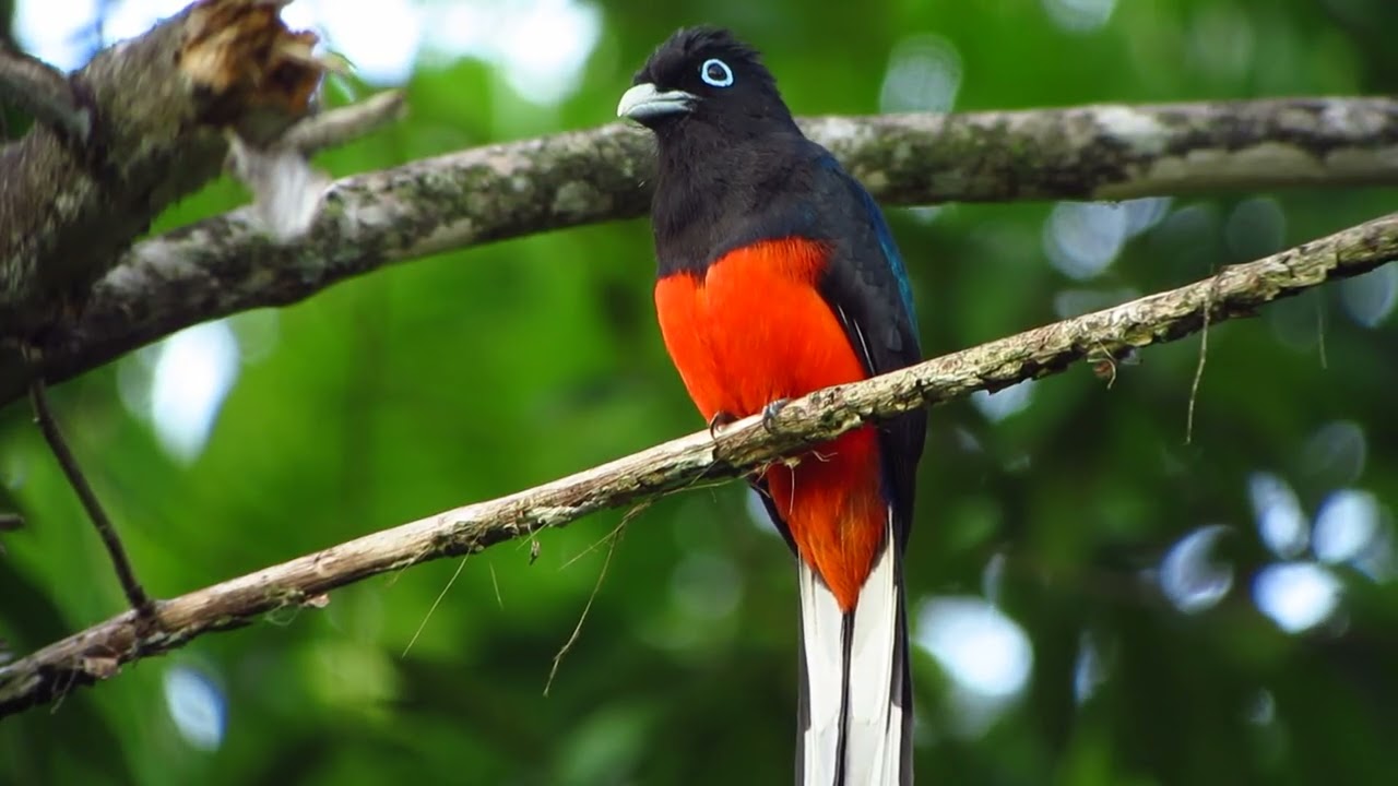 Trogon bairdii Male