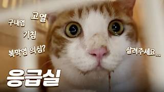 고양이가 감기 때문에 응급실까지 갈 줄은 몰랐습니다... | 피 말렸던 7일간의 팡이 투병기