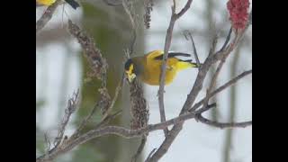 Vandalhofer Jam Fdwl