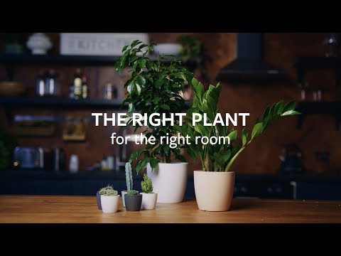 How to choose the right plant for the right room | Grow at Home | RHS