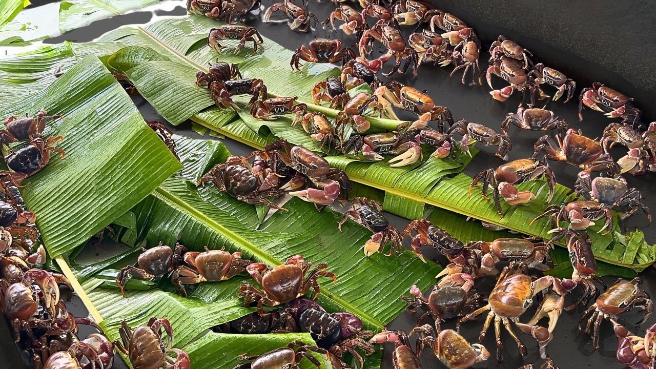 Inside Guam’s Malesso Crab Festival 2025 | Live-crab catching & more!