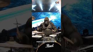 Animals On Their Way To Idols Still A Work In Progress