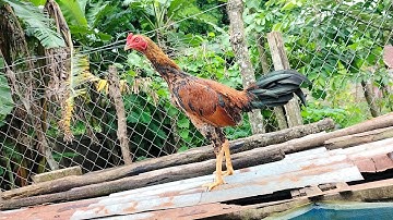 saib cooj qaib ua ke is tsiom phooj ywg