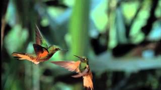 David Attenborough's spectacular Conquest of the Skies official trailer