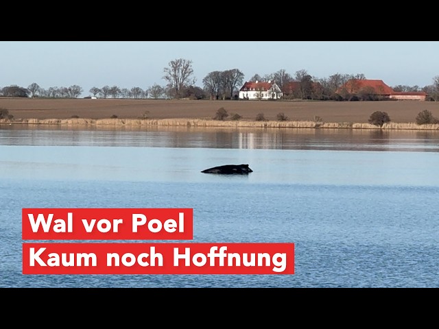 Buckelwal vor Poel wohl nicht mehr zu retten – Experten erwarten Tod des geschwächten Tieres