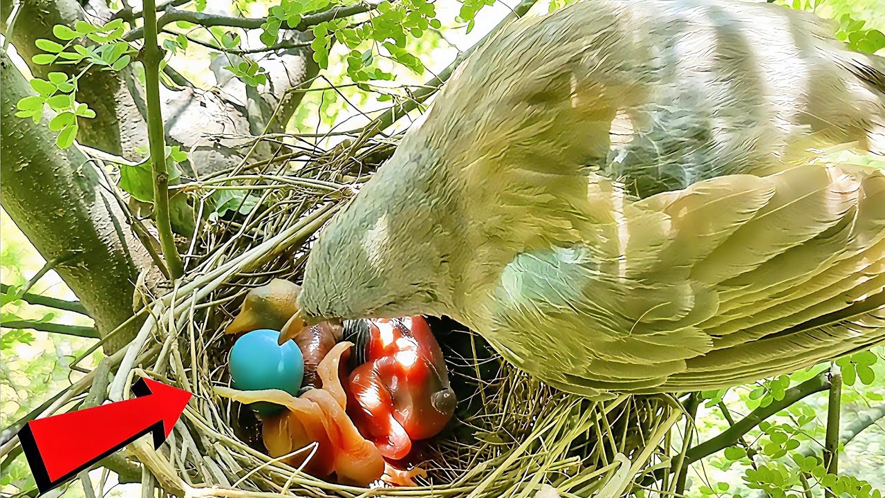 Wild babbler bird saving her egg from cuckoo @beautyofnature4988