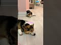 My cute doggies! #dog #puppy #corgi #welshcorgipembroke #welshcorgi #pembrokewelshcorgi
