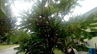 Kicau pikat trucukan