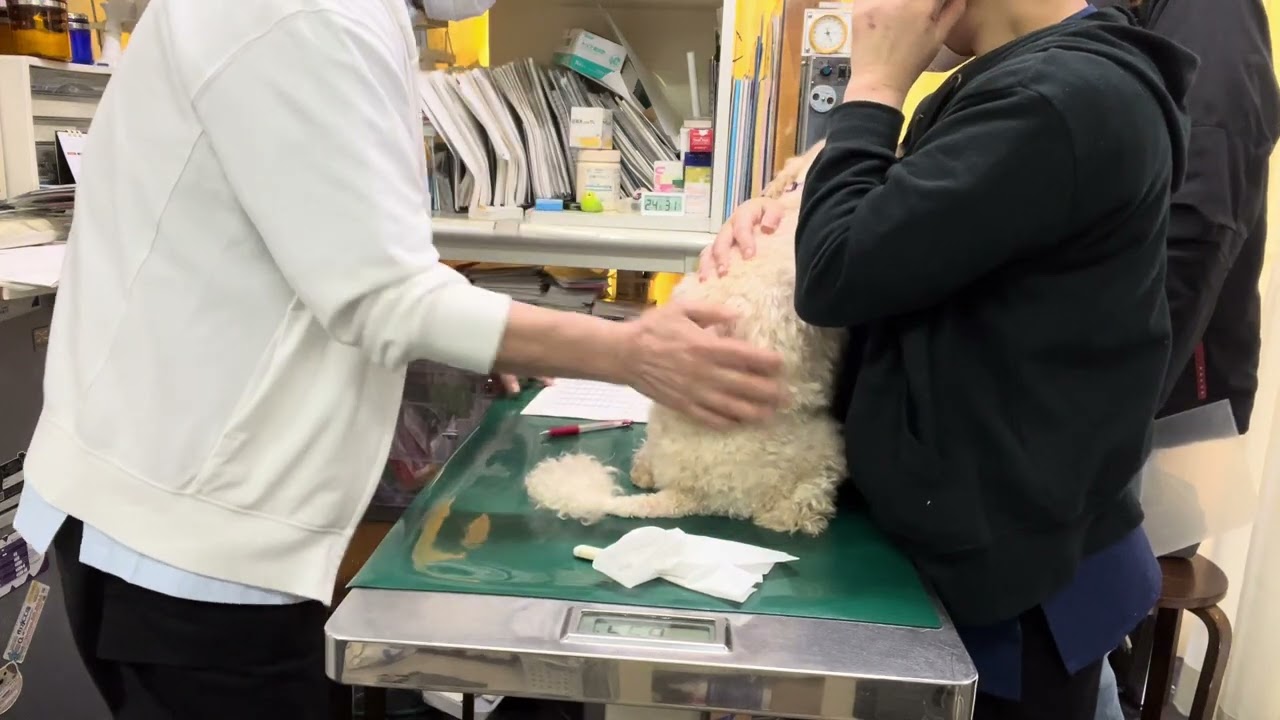 ①難治性特発性てんかん、脳神経疾患、小肝症、肝機能低下症、両眼瞼形成不全、3歳 1ヵ月齢、トイプードルのイチゴちゃんが問診、診察、体重6050g→200g↓、お話