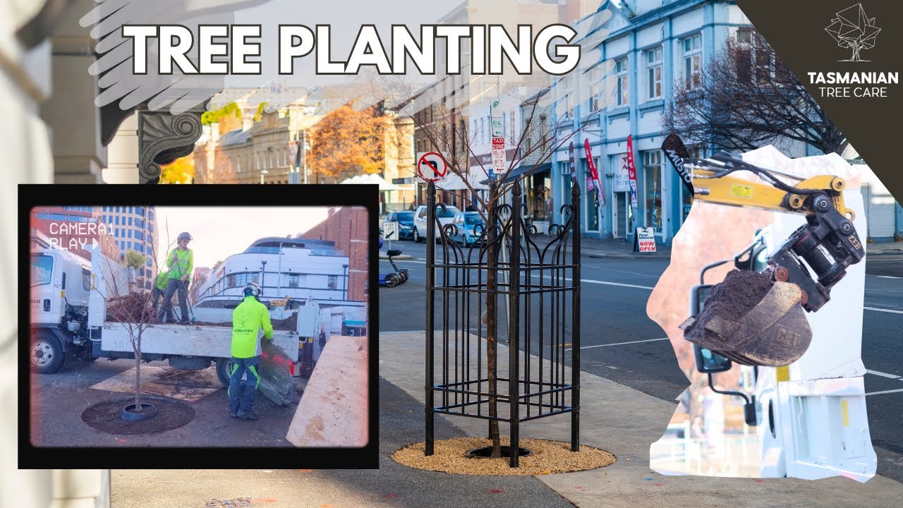 TREE PLANTING - HOBART