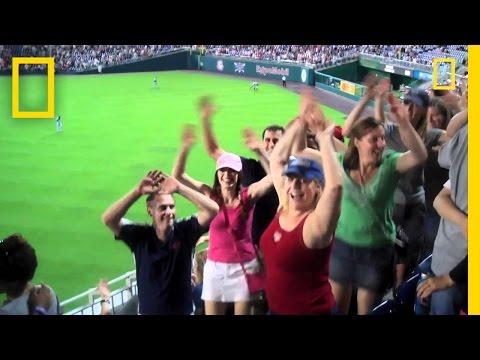 Baseball Game | Let's Jump
