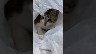 LaLa #catsad #cutecatshort #catshort