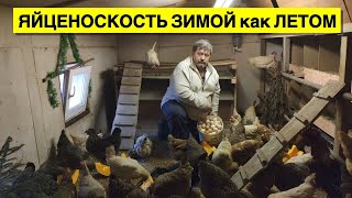 ЯЙЦЕНОСКОСТЬ ЗИМОЙ как ЛЕТОМ