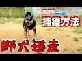 【野犬が逃げた】的確な対処法と逃走防止方法（良く相談あります）