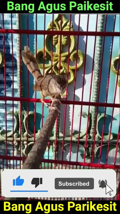 tembakan AK-47.!! cigun gacor#shorts