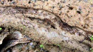 Download Lagu Ant Highway. Ankasa, Ghana. 1 September 2010 MP3