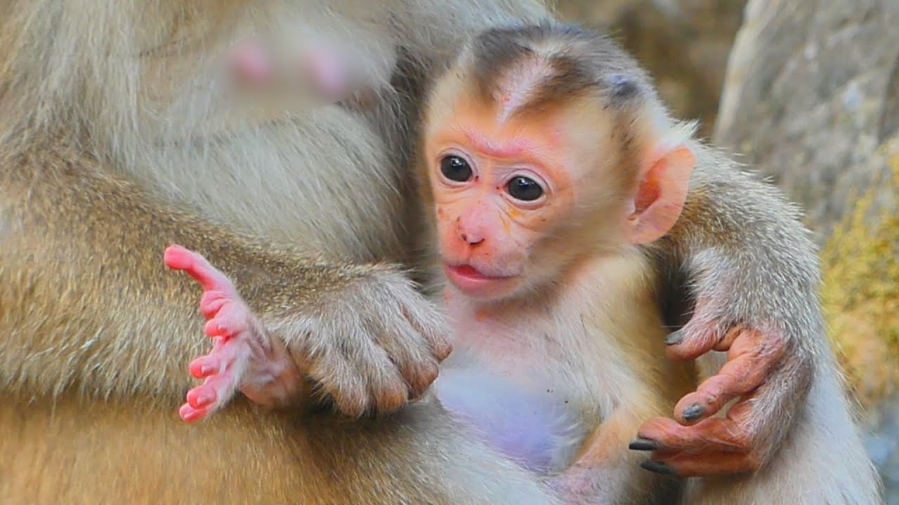Baby Jovi love breastfeeding too much & Joyce bring to relax on tree