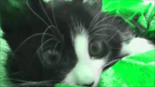 Mac attack.wmv