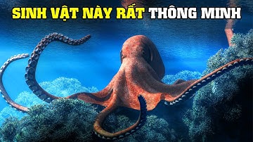 Chiến Lược Sinh Tồn Của Bạch Tuộc | Khám Phá Thế Giới Động Vật Hoang Dã
